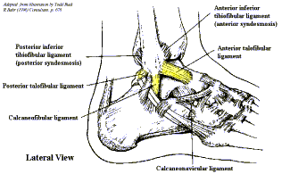 Lateral View of Anatomy of the Foot and Ankle