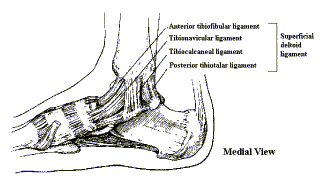 Medial View of Anatomy of the Foot and Ankle