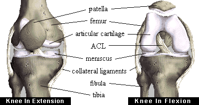 Anatomy of the Knee