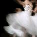 Catherine Bellinger School of Dance